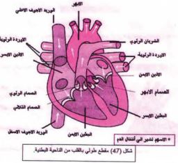 مقطع طولي للقلب من الناحية البطنية